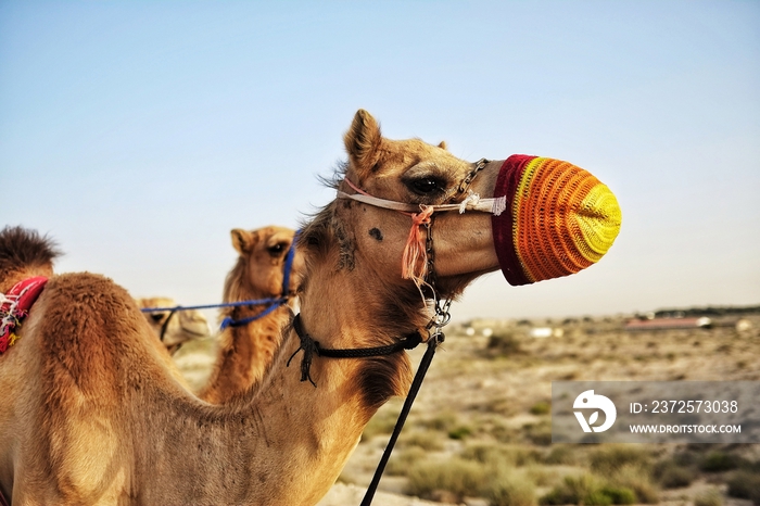 迪拜骆驼