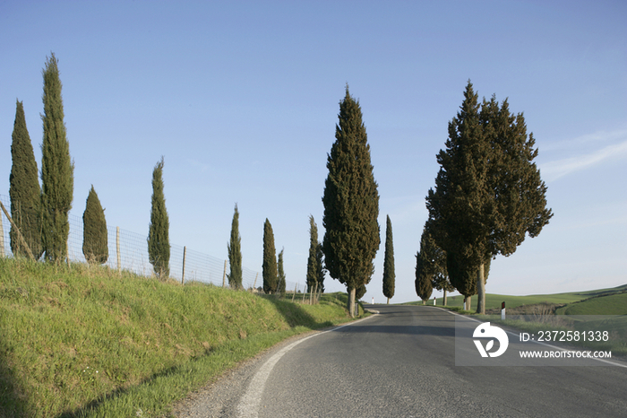 Italy, Tuscany, Val DOrcia Road and Cypresses near Pienza