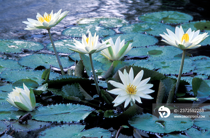 Tropical plants, water lily nymphea speciosus 