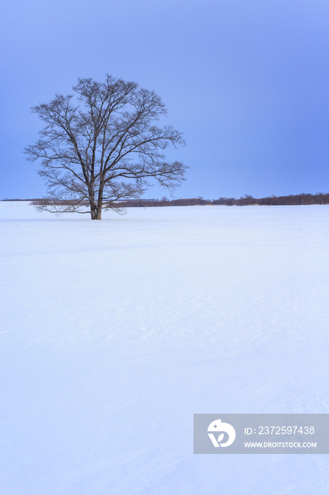 Japanese Elm standing on snowland