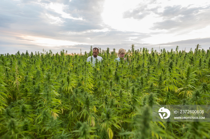 两个人观察了CBD大麻芽，并对片剂的书写结果感到满意。