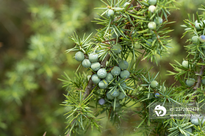 Medicinal plant - Juniperus communis