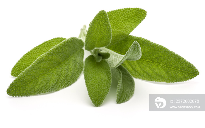 Sage herb leaves  bouquet isolated on white background cutout.