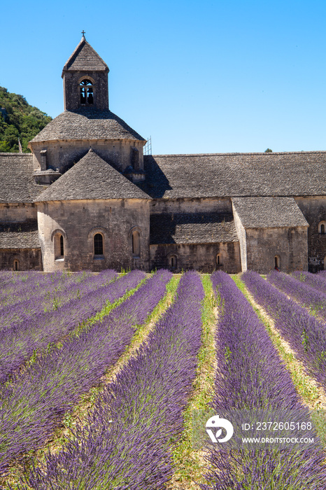 provence countries lavender fields and sunflowers region of france