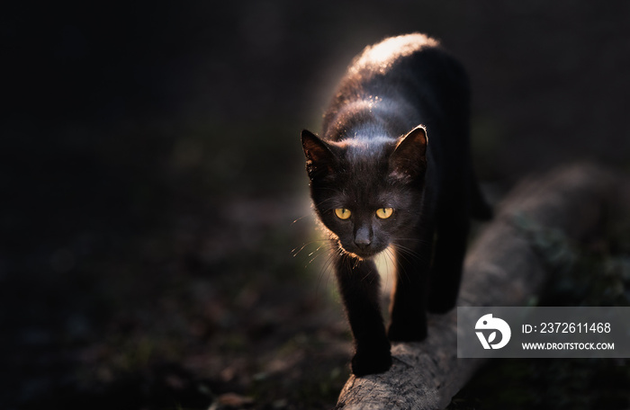 美丽的黑猫走在街上