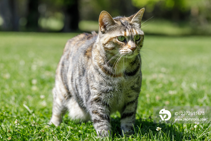 草地上的美国山猫