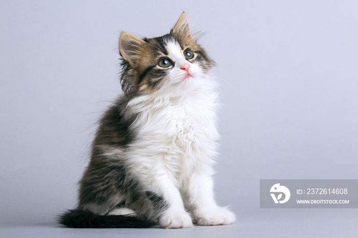 一只毛茸茸的小猫坐在灰色背景上向上看的画像