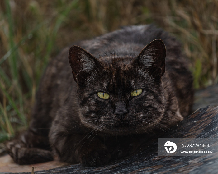 深色街头猫画像