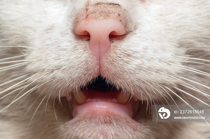 Parted cats mouth, dirty cat nose close up