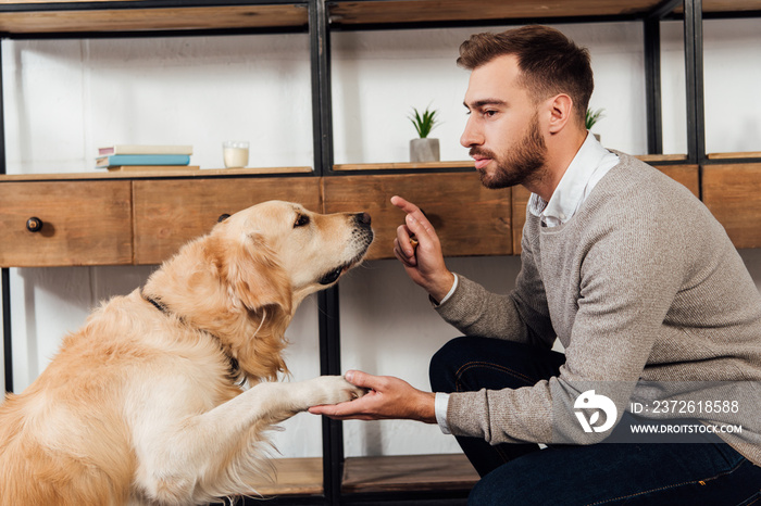 视障男子在家训练金毛犬侧视图