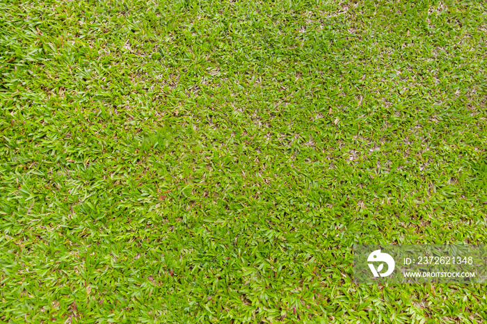 热带地毯草（Axonopus compressus）背景