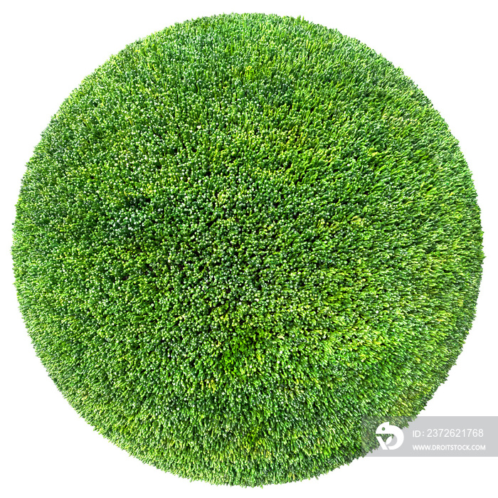 grass ball 3D illustration