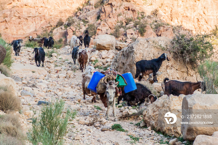 约旦达纳生物圈保护区Wadi Dana峡谷中的山羊和驴子