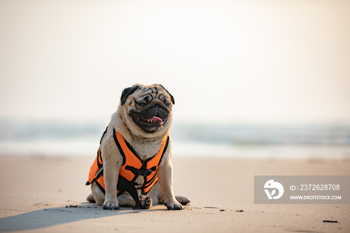 Happy dog pug breed wearing life jacket and sitting on beach feeling so happiness and fun vacations 