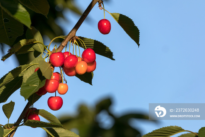 Rote Süßkirschen am Baum mit Laub