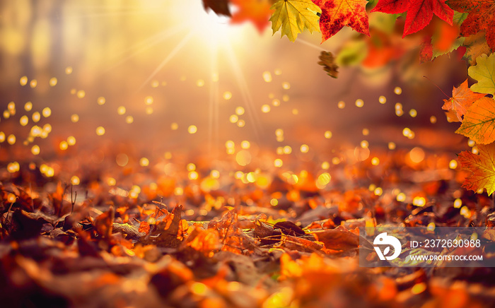 Hintergrund mit herbstlicher Szene im Wald mit fallenden Blättern und untergehender Sonne