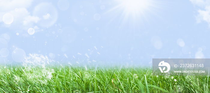 在夏季蓝天的背景下，春天大自然中绿草上的蒲公英。