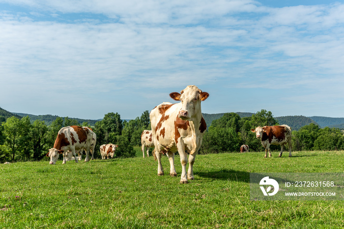 Vache montbéliarde dans le Jura