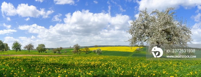 Blühender Baum in malerischer ländlicher Landschaft im Frühling