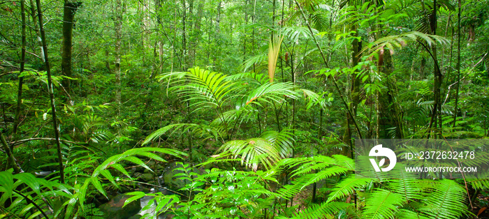 Pure tropical rainforest on rain morning.