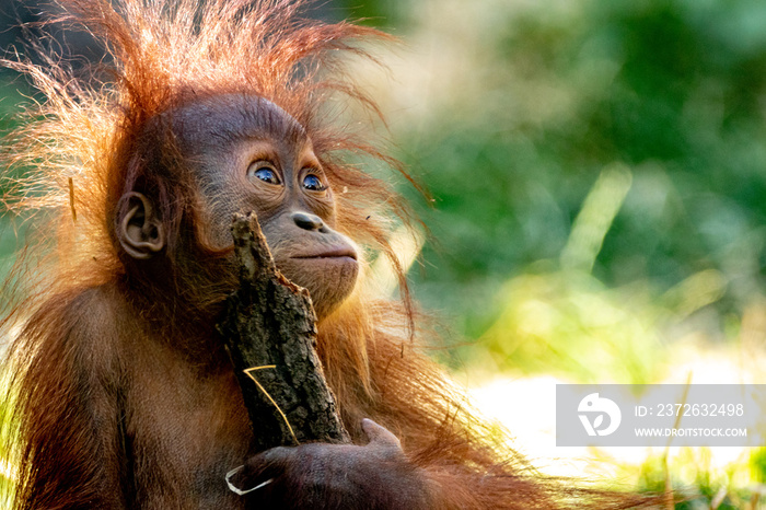 Orang-Utan baby playing with a stick