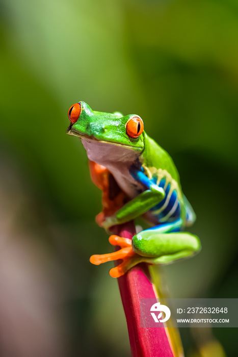A red-eyed tree frog, Agalychnis callidryas, funny frog in Costa Rica