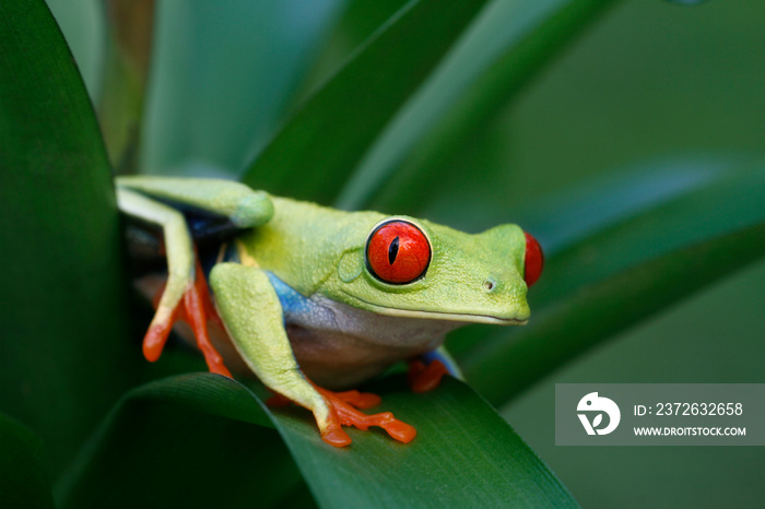 Red-eyed Tree Frog (Agalychnis callidryas) in Rainforest