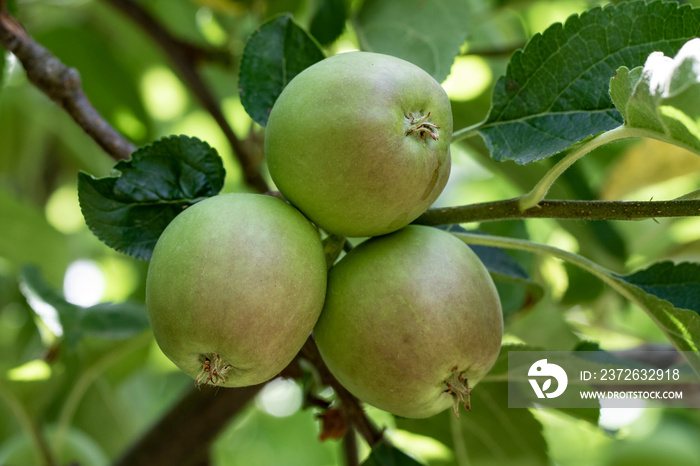 Growth of delicious golden apples in the garden.