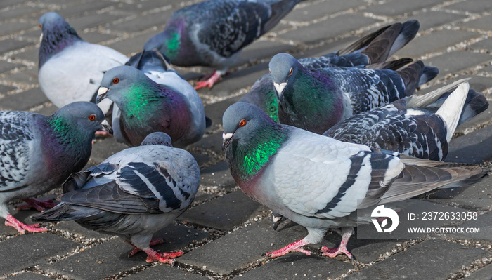 pigeon (Columba livia f. domestica) - urban bird