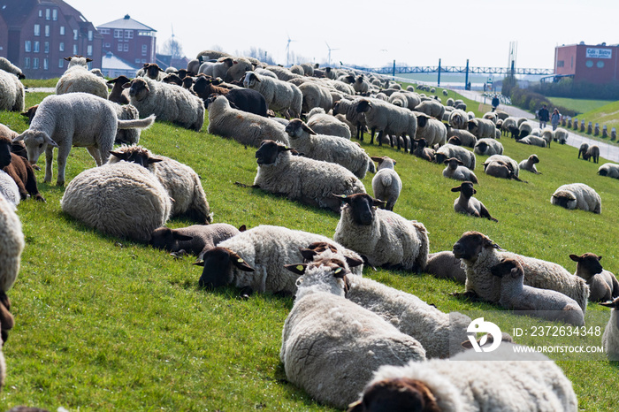 Schafe auf dem Deich in Norddeich