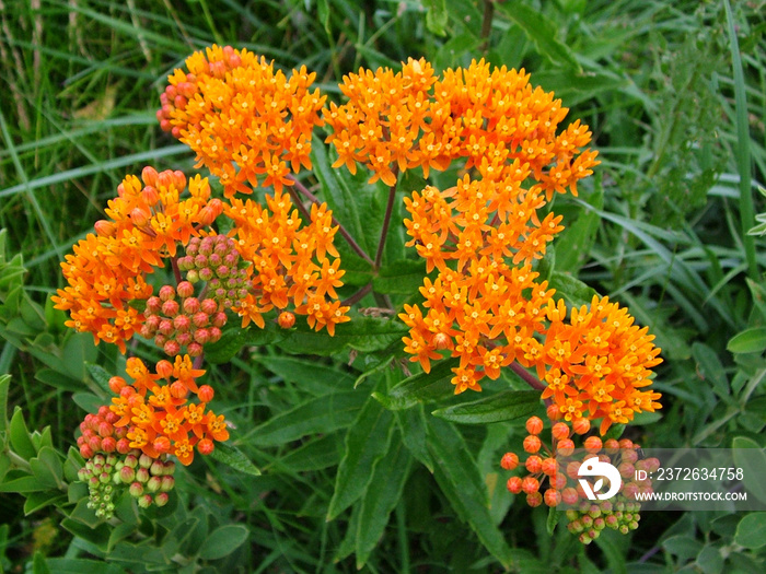 蝴蝶草（Asclepias tuberosa），也称为橙色乳草，开花（开花）