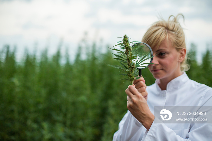 科学家用放大镜观察大麻地上的CBD大麻植物