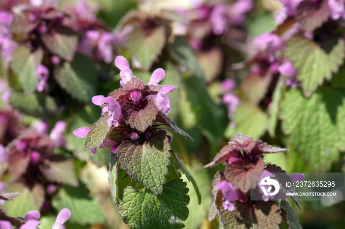 Rote Taubnessel (Lamium purpureum) - Blüten und Blätter