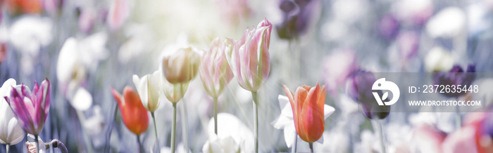 tulpen rot violett grau全景