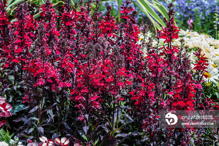 Red Lobelia Cardinalis spikes of scarlet, five-petalled flowers.