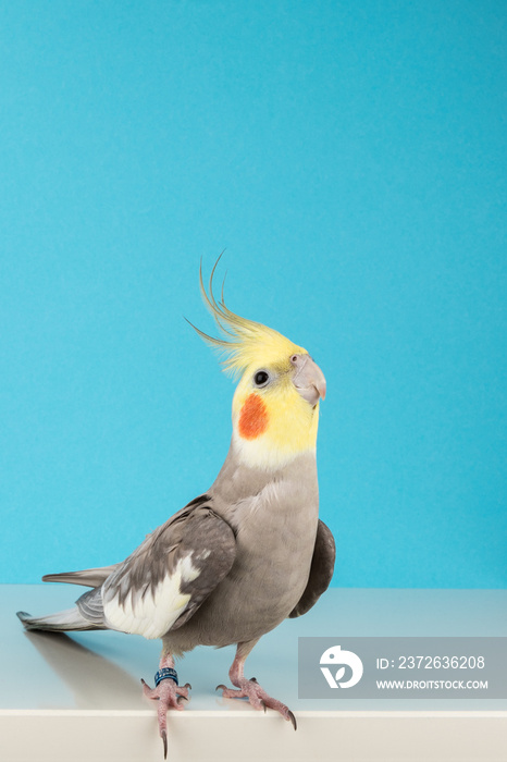 Cockatiel，蓝色背景下隔离的可爱鹦鹉，最好的鹦鹉图片。复制空间
