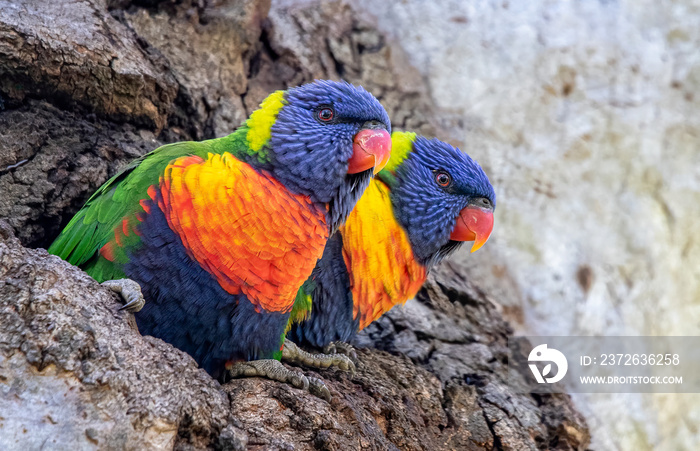 Rainbow Lorikeets (Trichoglossus moluccanus) in nesting hole