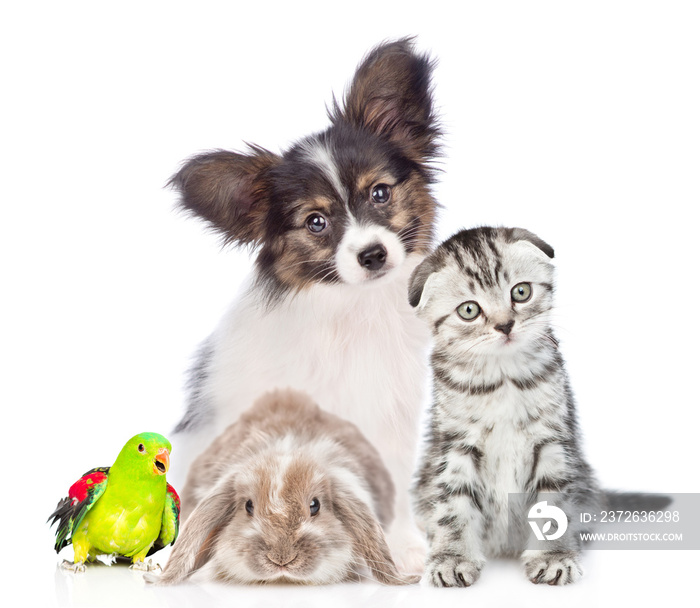 Group of pets sitting together in front view. Isolated on white background