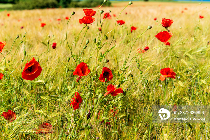 Getreidefeld in Schleswig-Holstein an der Eckernförder Bucht im Sommer mit vereinzelten Mohnblumen