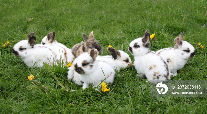 little white bunnies in the green grass