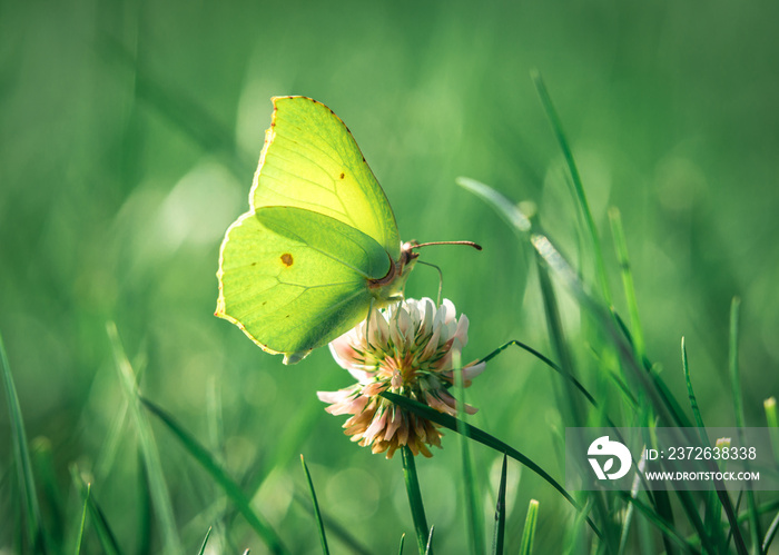żółty motyl cytrynek na kwiatku koniczyny polnej