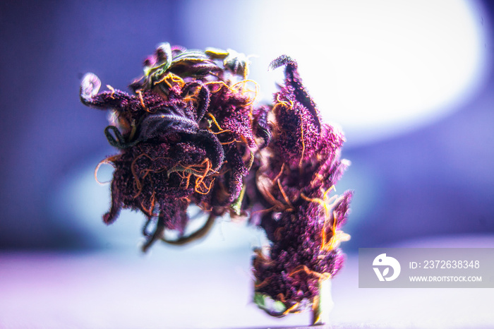 大麻紫，药用，大麻