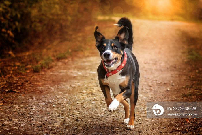 Appenzeller Sennenhund