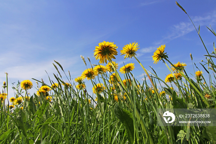 Weitwinkelaufnahme von einer Löwenzahnwiese im Frühling