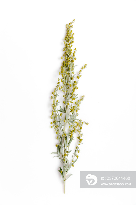 Medicinal herbs, Sagebrush, Artemisia, mugwort on a white background.