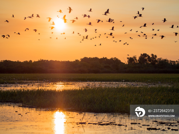 日落时分的黄色水域，成群的鸟在飞翔，澳大利亚卡卡杜国家公园