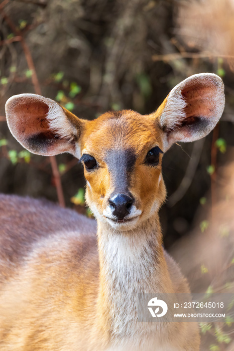 rare Menelik bushbuck, Ethiopia, Africa wilderness