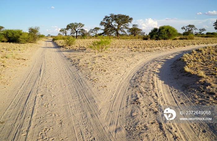 A fork in the road in a savannah landscape