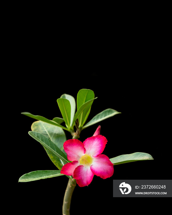 Adenium obesum or Desert Rose isolated on black background.