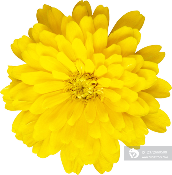 Yellow Single Flower Isolated